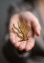CORAL BRANCH BROOCH